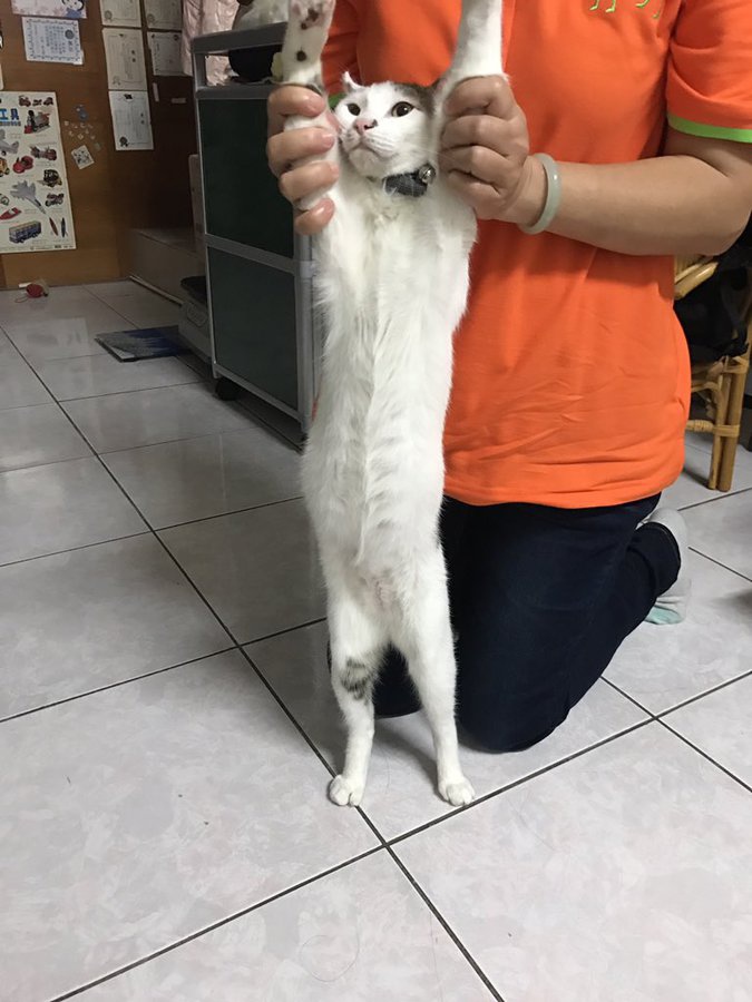 длинный кот