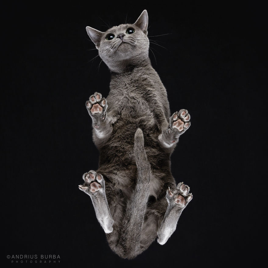 Under-cats by Andrius Burba