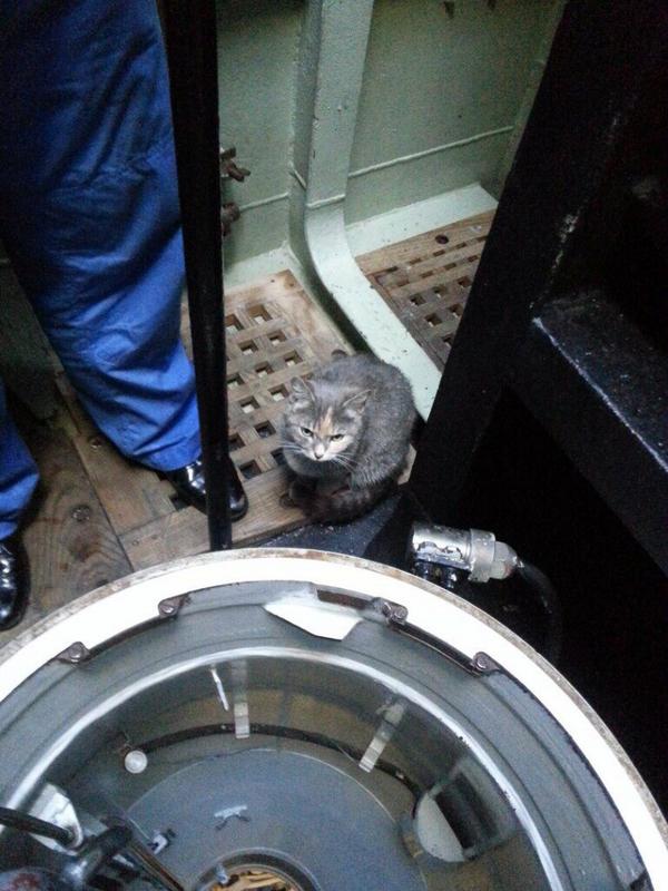 кошка родила котят на подводной лодке