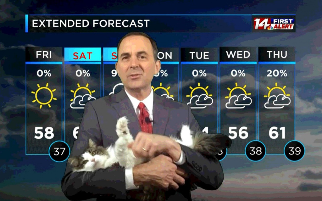 прогноз погоды с котом