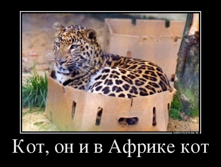 леопард в коробке