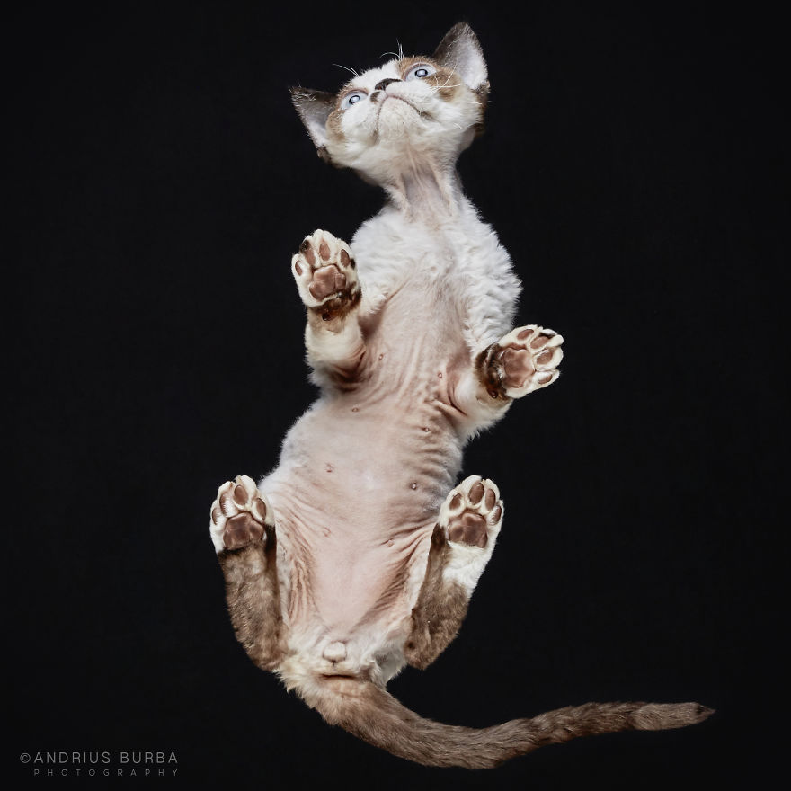 Under-cats by Andrius Burba