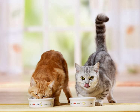 Заказать корм для кошки в интернете