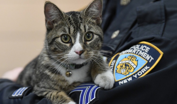 котенок в полиции Бруклина