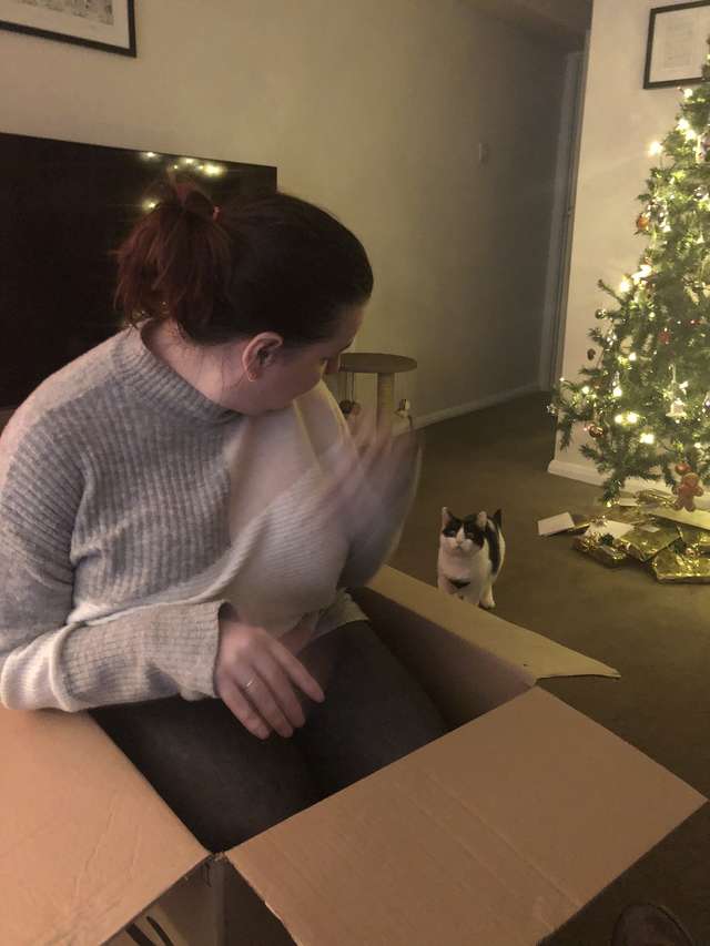 девушка залезла в кошачью коробку